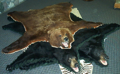 Bear Rug Pictures